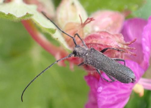 Stenostola dubia